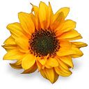 Girasol Vibrante