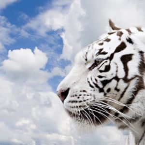 Perfil de Tigre Blanco