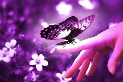 Mariposa en la mano