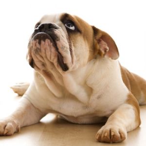 Adorable Cachorro Bulldog