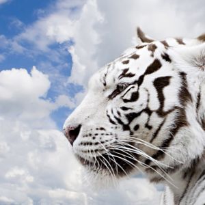 Majestuoso Tigre Blanco
