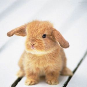 Conejito Adorable