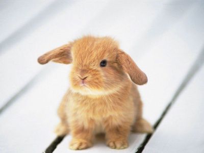 Conejito Adorable