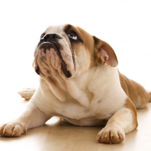 Bulldog Cachorro Adorable