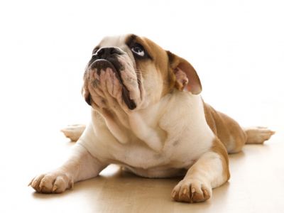 Bulldog Cachorro Adorable
