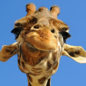Giraffe en Primer Plano