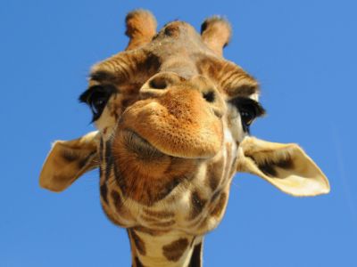 Giraffe en Primer Plano