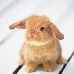 Conejito Adorable