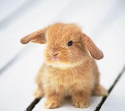 Conejito Adorable