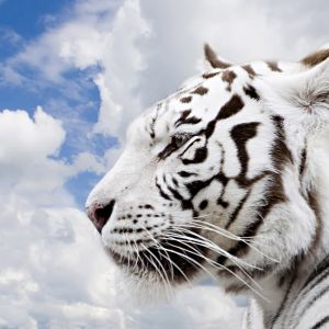 Majestuoso Tigre Blanco