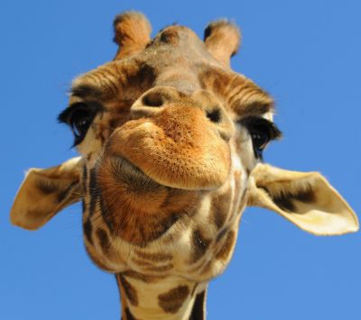Giraffe en Primer Plano