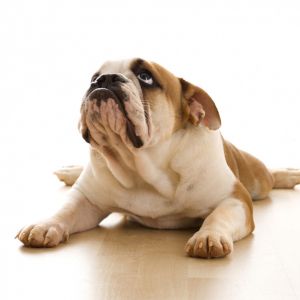 Bulldog lindo acostado
