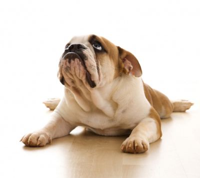 Bulldog lindo acostado