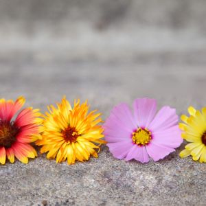 Arreglo de Flores Coloridas