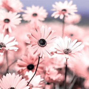 Margaritas Rosadas en Flor