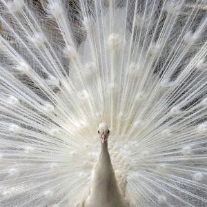 Pavo Real Blanco en Exhibición
