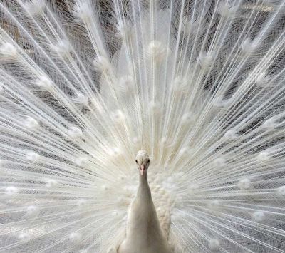 Pavo Real Blanco en Exhibición