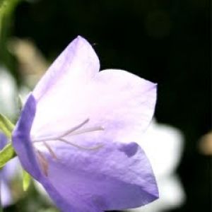 Hermosa Flor Púrpura