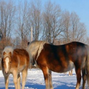 Hermosos Caballos en la Nieve
