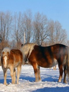 Hermosos Caballos en la Nieve