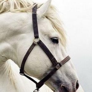 Majestuoso Caballo Blanco