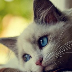 Gato Adorable de Ojos Azules