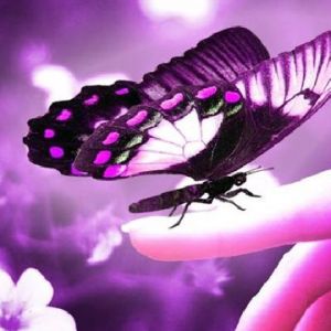 Mariposa en la Mano