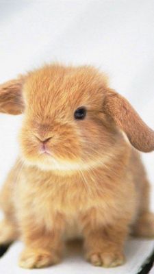 Conejito Adorable
