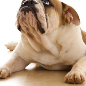 Bulldog Adorable Descansando