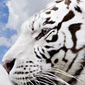 Perfil de Tigre Blanco