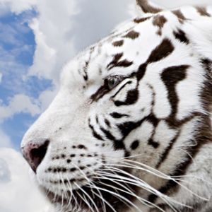 Perfil de Tigre Blanco