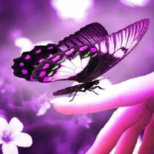 Mariposa en la Mano