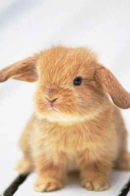 Conejito Adorable