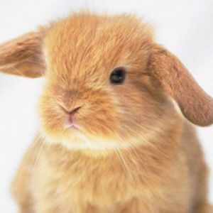 Conejito Adorable