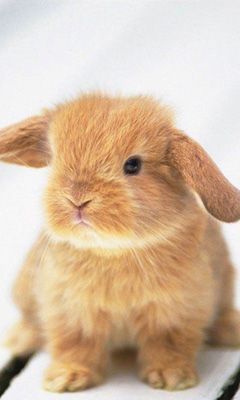 Conejito Adorable