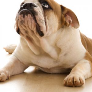 Bulldog Adorable Descansando
