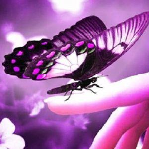 Mariposa Morada en Mano