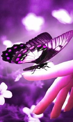 Mariposa Morada en Mano