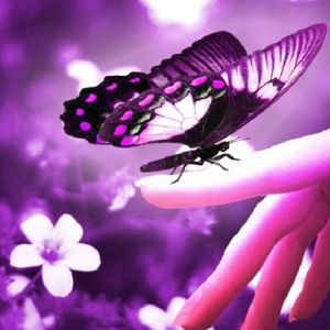 Mariposa Púrpura en Mano