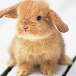 Conejo Adorable