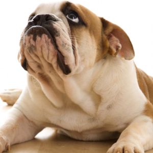 Adorable Cachorro Bulldog