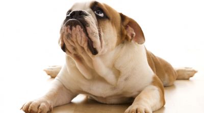 Adorable Cachorro Bulldog