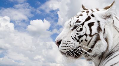 Tigre Blanco Contra Cielo Azul