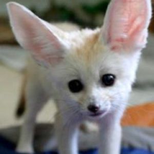 Zorro Fennec Adorable