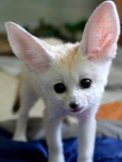 Zorro Fennec Adorable