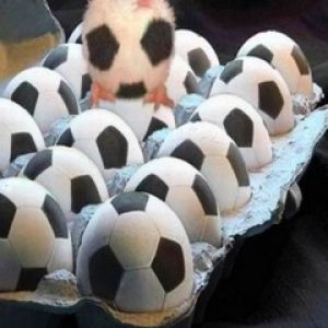 Pollito Lindos Entre Huevos de Fútbol