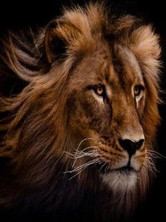León Majestuoso en Primer Plano