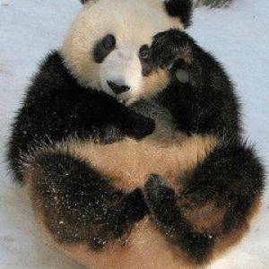 Panda Bonito Sentado
