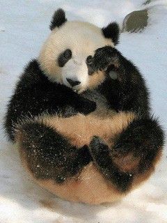 Panda Bonito Sentado