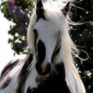 Majestuoso Caballo Negro y Blanco